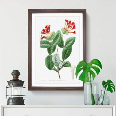 Honeysuckle Flower - Picture Frame Painting Print