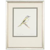 Red-Eyed Vireo Print by Daughdrill