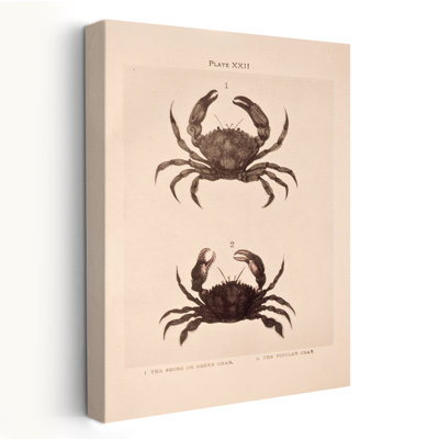 Bohemian And Vintage Shore And Fiddler Crab