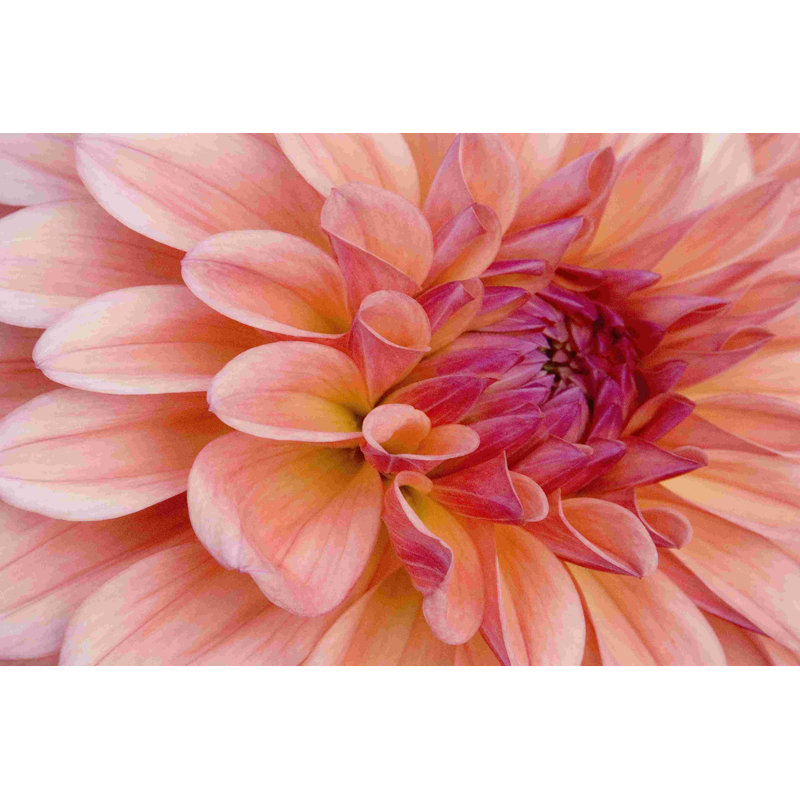 Graphique Dahlia II, H 8 po x l 12 po