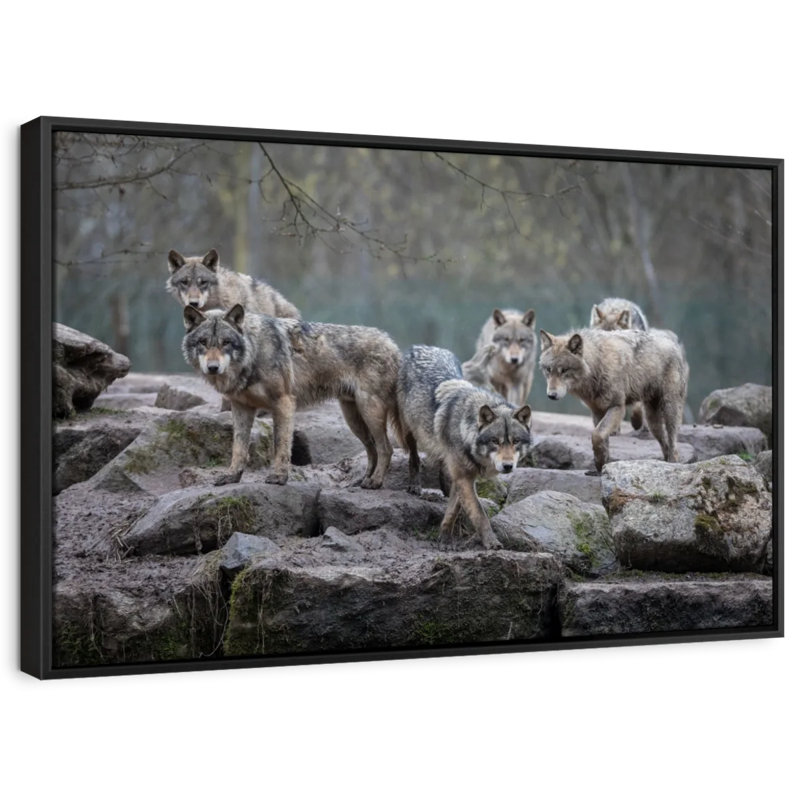 «Gray Wolves Wall Art», H 9 po x l 13 po