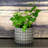 Rivet Pattern Pot-105757640