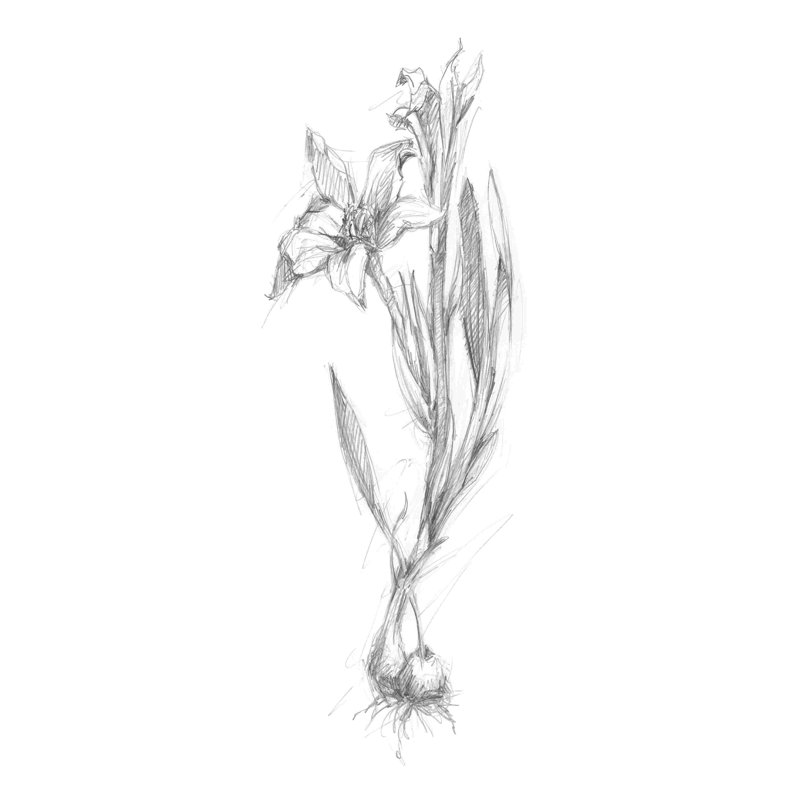 Croquis botanique I, H 30 po x l 20 po