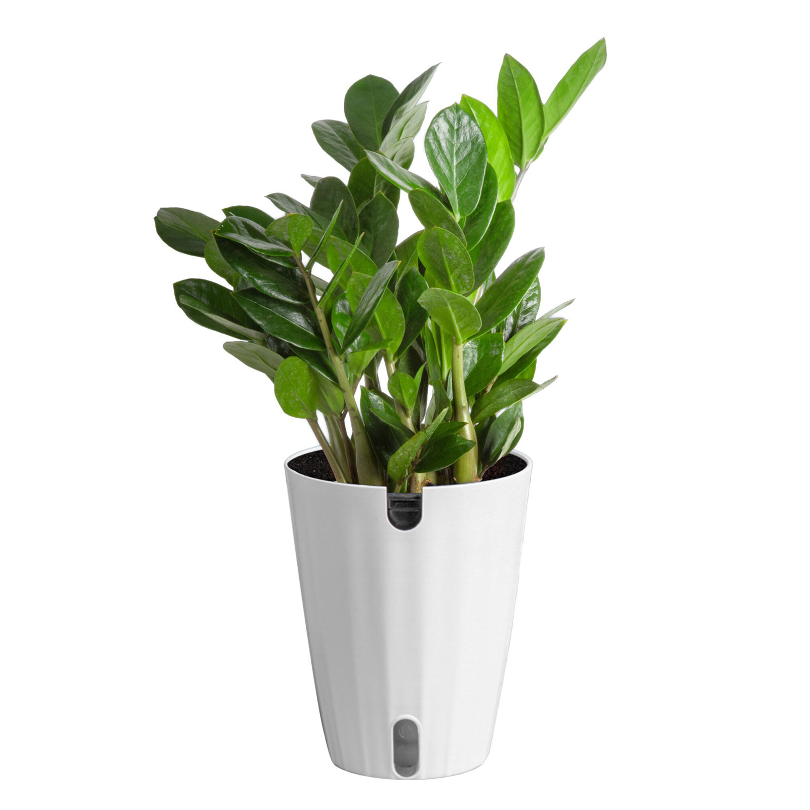 ZZ Plant in Planter