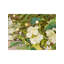 Faux Mistletoe 80cm Wreath