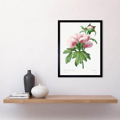 Pale Pink Peony Bloom Floral Stem Flowers - Single Picture Frame Print