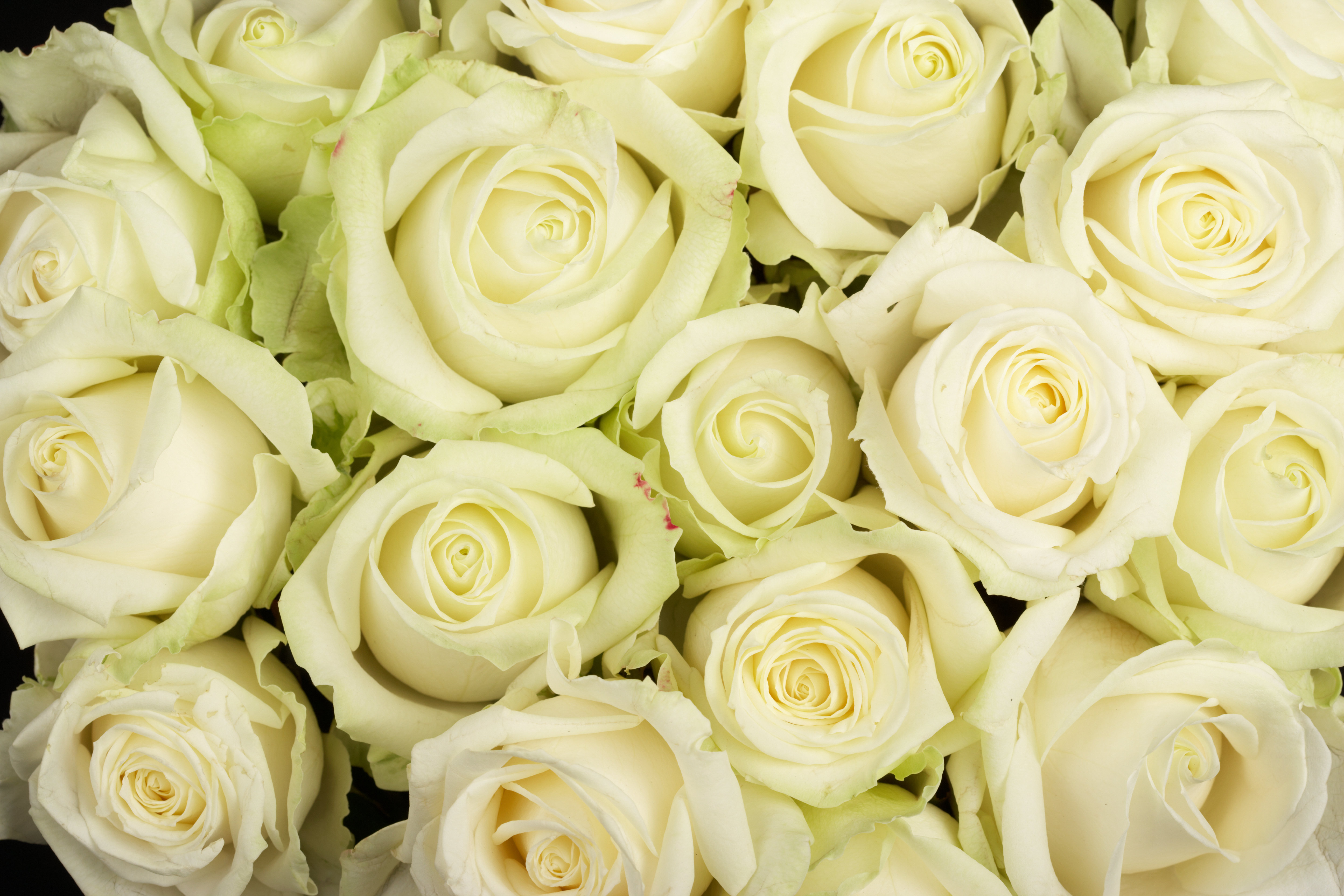 Mercer41 White Roses by Amriphoto | Wayfair