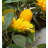 Dried Sunflower Silk 25'' Wreath