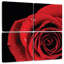 Harnek Pop de rose rouge
