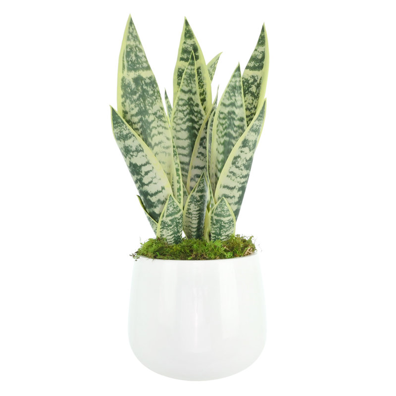 Snake Plant disposée dans un pot en fibre de pierre
