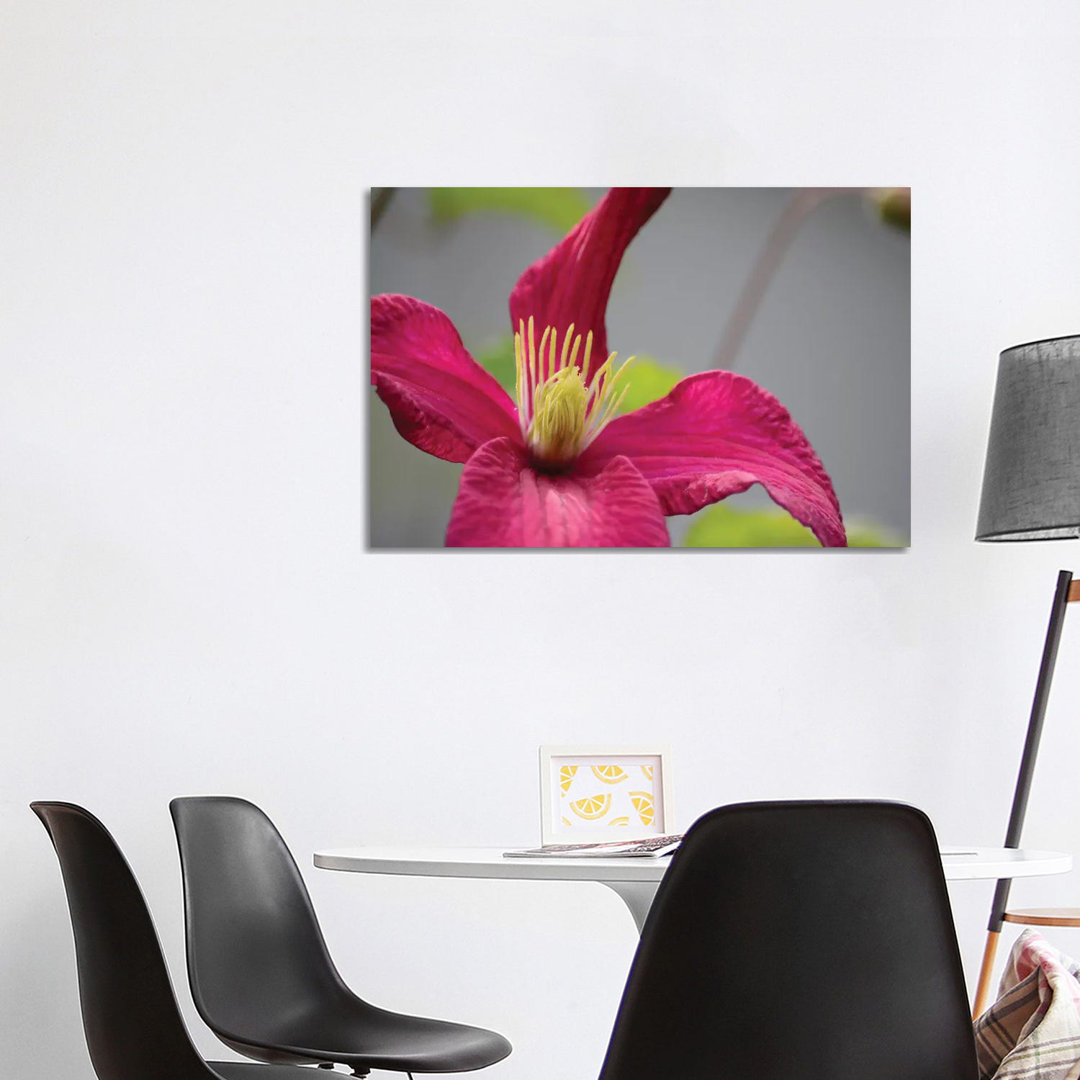 Pink Clematis von Savanah Plank - Galerie-verpackte Leinwand Giclée auf Leinwand