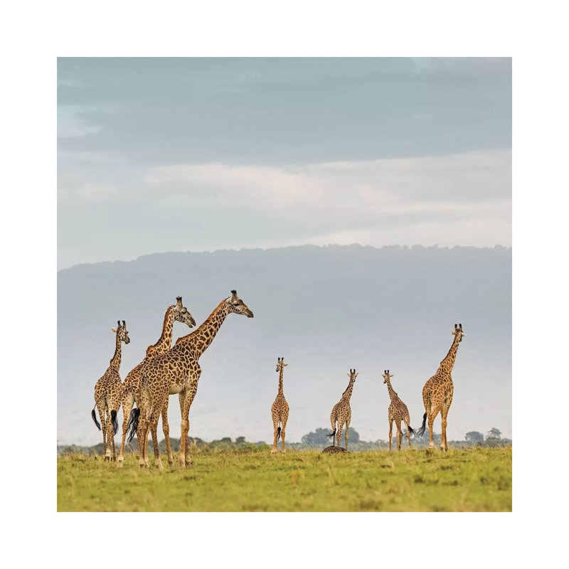 Colour Giraffe Herd I by Klaus Tiedge - Wrapped Canvas Print, 93.98 cm H x 93.98 cm W x 1.91 cm D