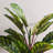 36 " H Faux Plant in Plastic Pot