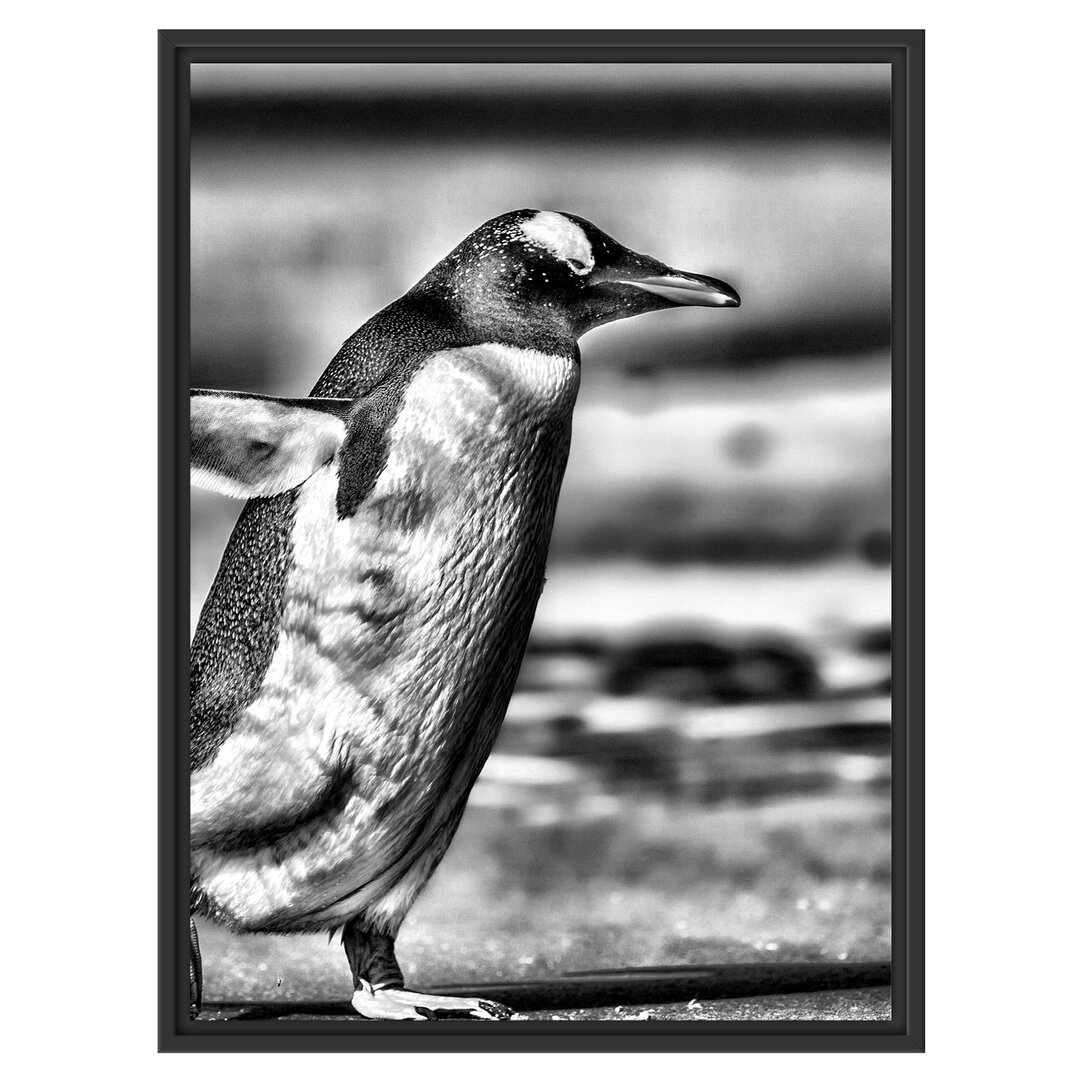 Gerahmtes Wandbild Pinguin am Strand