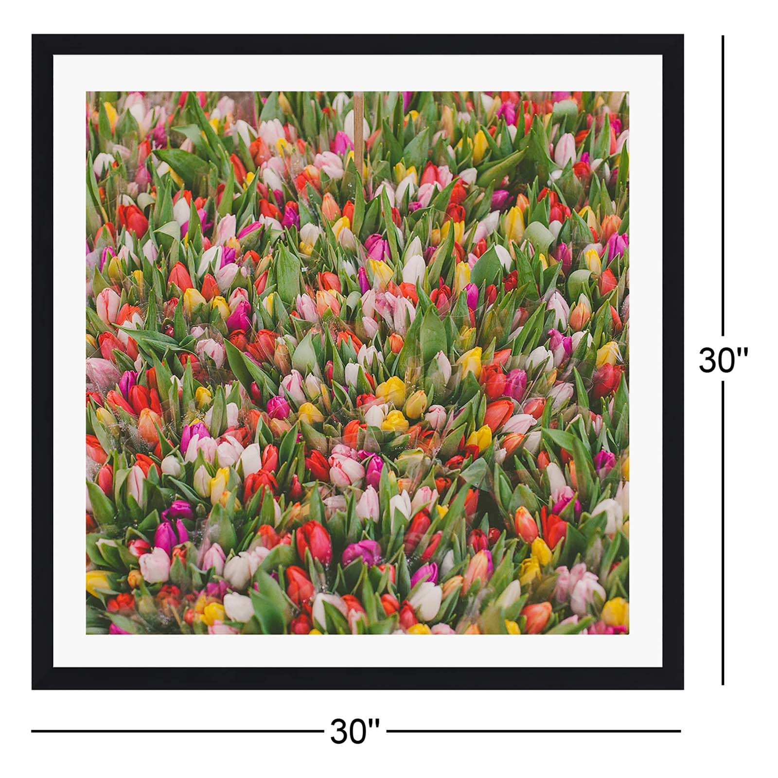 Thyrome "Rainbow Tulips" Print by Hello Twiggs, 30" H x 30" W x 0.75" D, Espresso Single Picture Framed, Yes