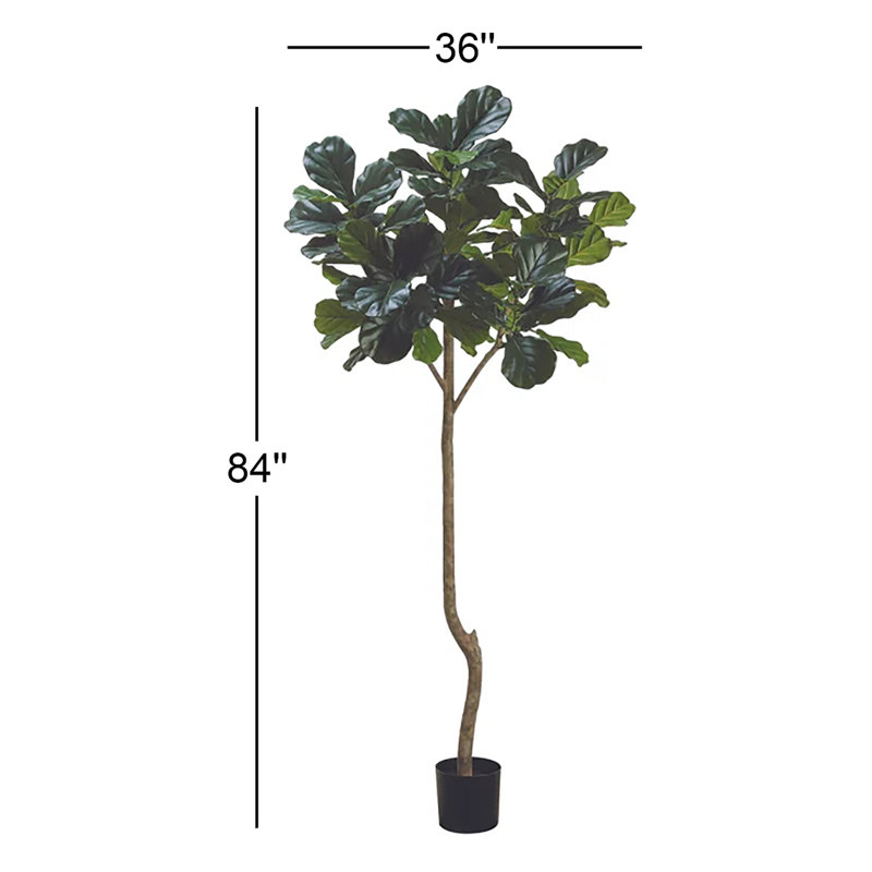 Fiddle Leaf Fig Tree