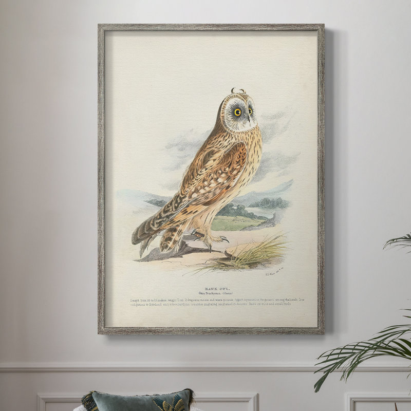 Hawk Owl, reproduction encadrée - bois massif, H 30 po x l 24 po
