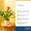 Bromeliad Plant in Planter