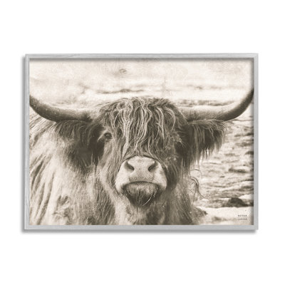 Photographie d'une vache Highland
