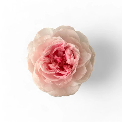 Peony Arrangement in Box