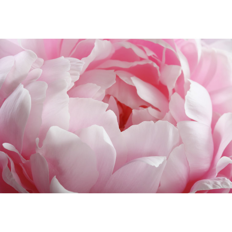Fragment of Pink Peony by Ksenia Pelevina - Wrapped Canvas Photograph