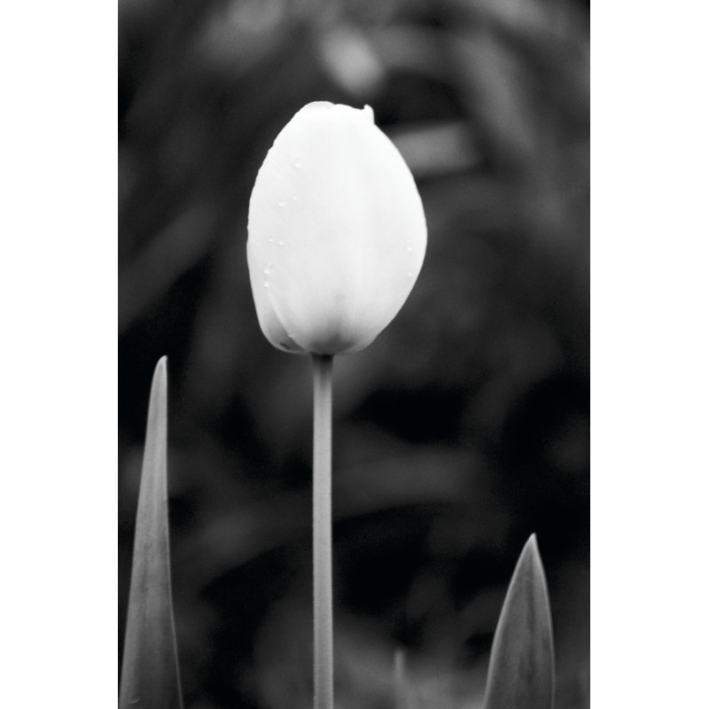 Floral Portrait III by Jeff Pica - Wrapped Canvas Print, 30cm H x 20cm W