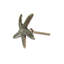 Paquet de boutons de fantaisie 1,57 "Starfish-66710157