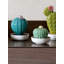 Ferocactus Cactus Gardens of Valencia Scent-101945215