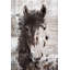 Dream Horse 6 by Irena Orlov - Wrapped Canvas Print-2078206309