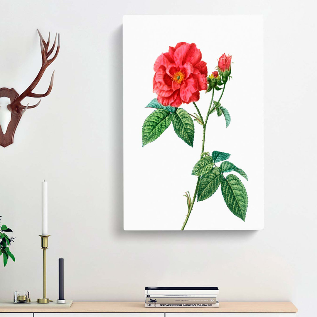 Blooming French Roses by Pierre-Joseph Redoute - Wrapped Canvas