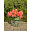 Arrangement floral bégonia dans un vase-934865844