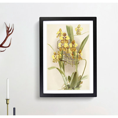 Magnolia Flowers Illustration Tab.64 by Frederick Sander - Picture Frame Art Print