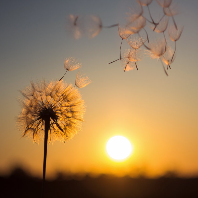 Silhouette de pissenlit sur fond de soleil couchant par Zolga_F, H 20 po x l 20 po x P 1,25 po