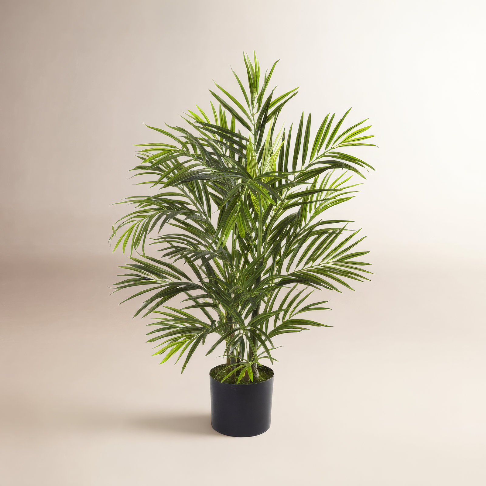 Sommer Areca Palm Tree in Pot, 30" H x 24" W x 24" D