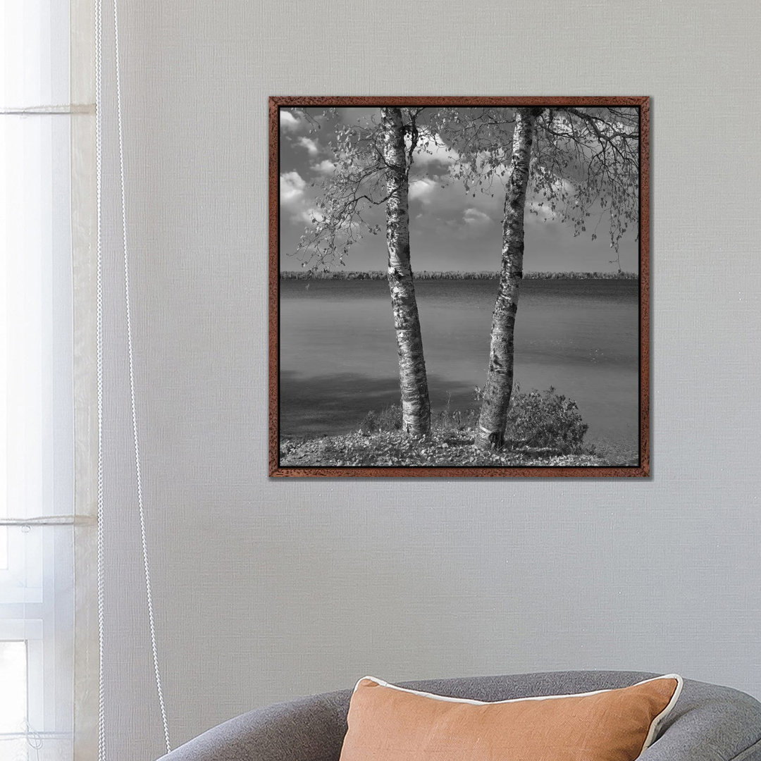 Birke (Betula Sp) Wald, Moose Lake Provincial Park, Manitoba, Kanada von Tim Fitzharris - Gallery-Wrapped Canvas Giclée ...