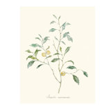 Herb Garden IV Print by Sara Brown