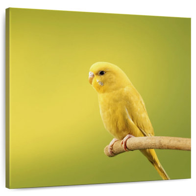 Perruche jaune perchée Brampt