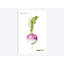 «Root Légume VI», impression sur toile-29281871-74729777-74730436