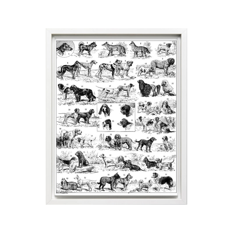 Tableau des races de chiens, Canevas, H 24 po x l 32 po, Encadrement blanc