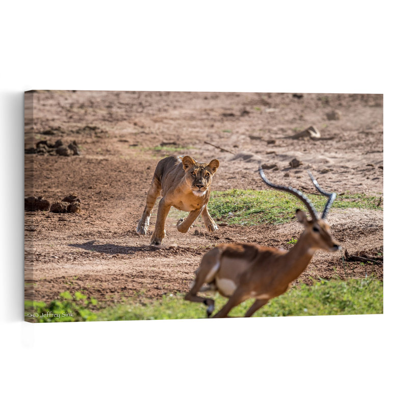 Lioness Impala Chase Contemporary Cat Lion Animal Landscape Wall Art Print by Jeffrey C. Sink - 1 Piece Wrapped Canvas Wall Art