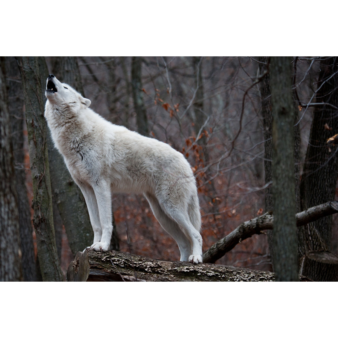 Leinwandbild Heulender Polarwolf