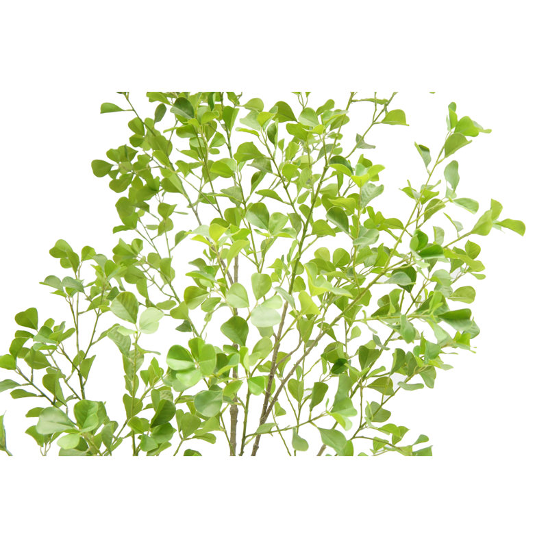 TREE FICUS HEART GROWER 7FT