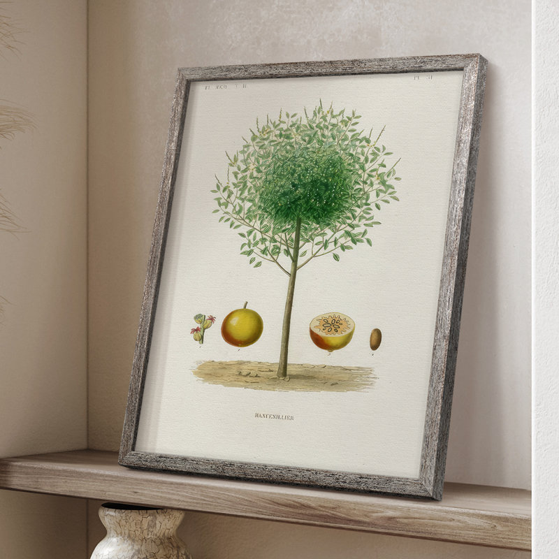 «Antique Tree with Fruit VII», reproduction encadrée - bois massif, H 15 po x l 12 po