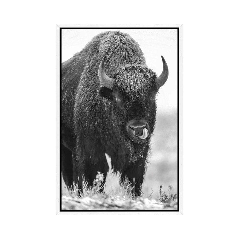 American Bison Bull In A Snowstorm, North America by Tim Fitzharris - Painting on Canvas, White Framed