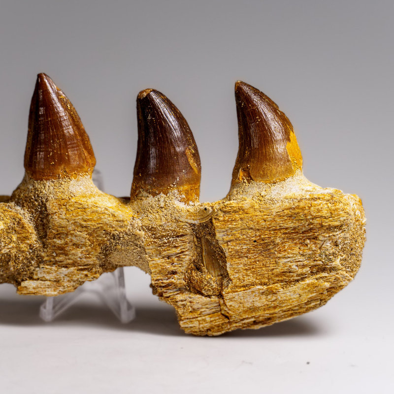 Véritable dent de mosasaur dans un os de mâchoire fossilisé (146,8 grammes)