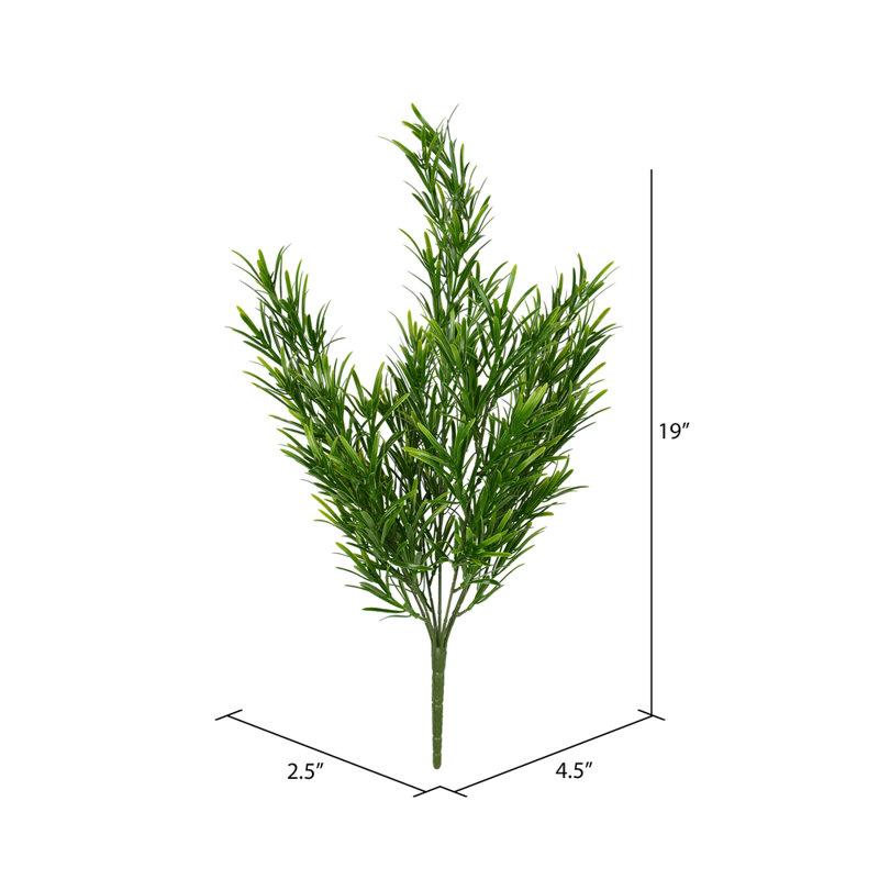 Arbustes podocarpus