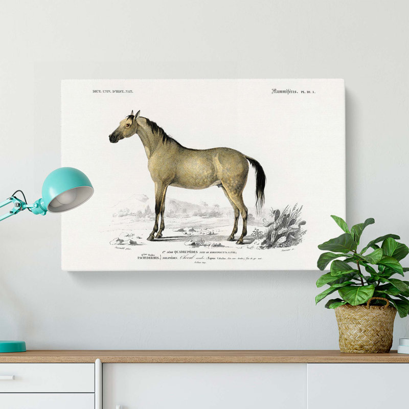 Horse Illustration PL. 10A by Charles D' Orbigny - Wrapped Canvas, 40cm H x 60cm W x 3cm D