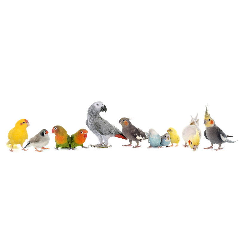 Troupeau d'oiseaux tropicaux sur fond blanc - coloré, H 16 po x l 24 po x P 1,5 po