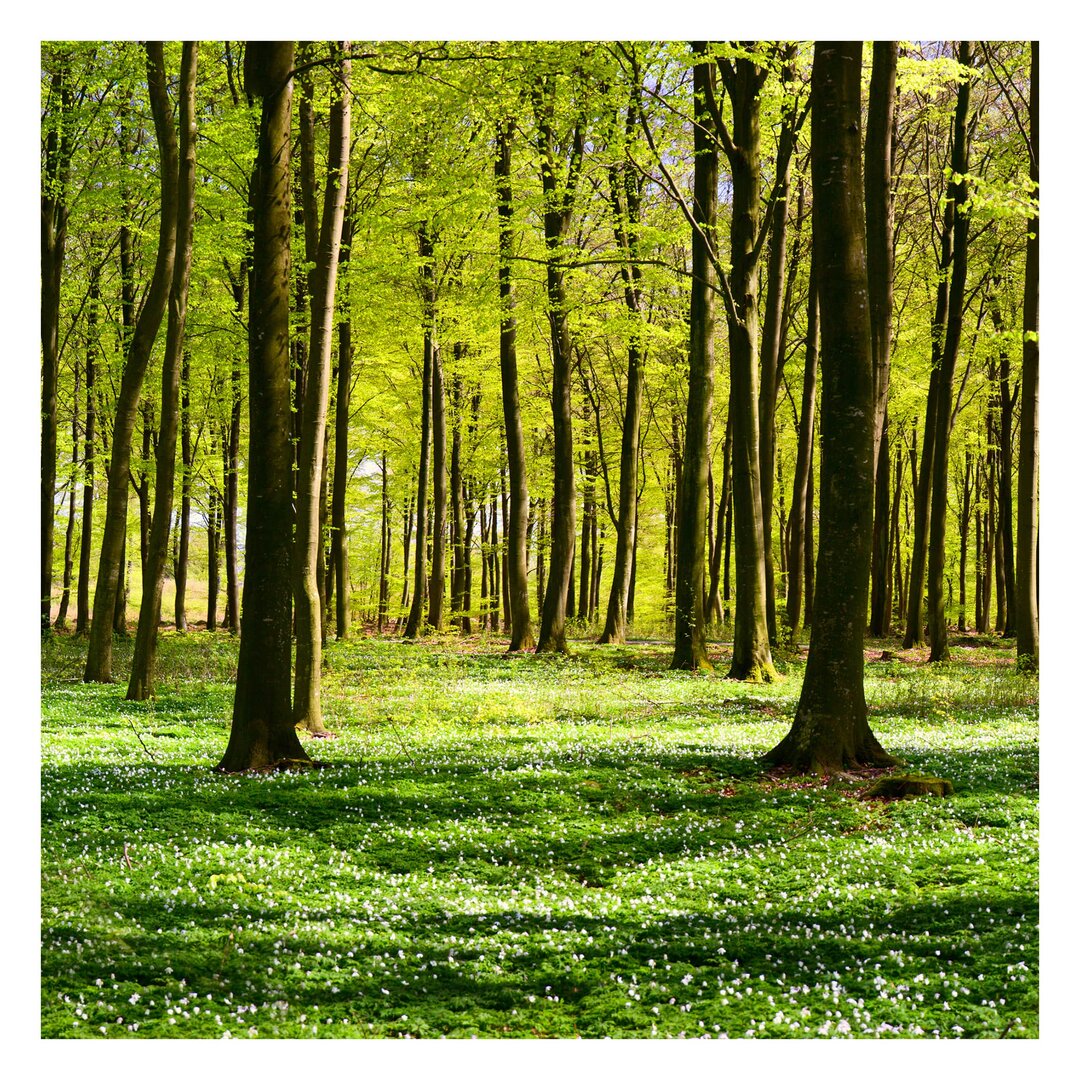 Strukturierte Tapete Forest Meadow 2,4 m x 240 cm