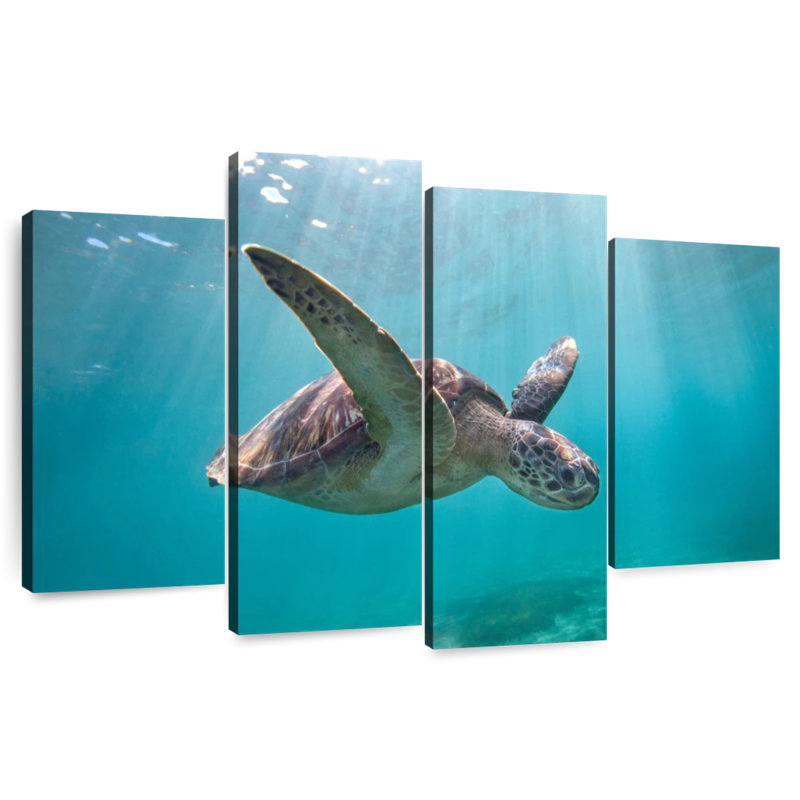 Martinique Sea Turtle